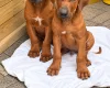 Rhodesian Ridgeback