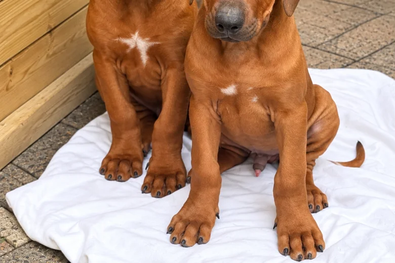 Rhodesian Ridgeback