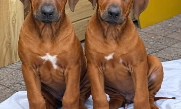 Rhodesian Ridgeback