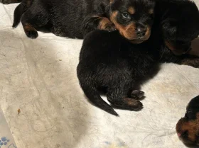 Rottweiler