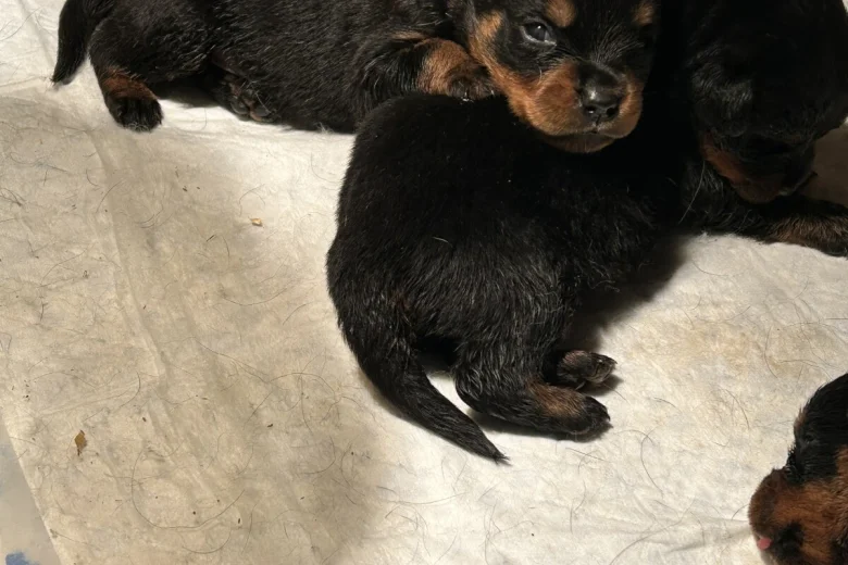 Rottweiler