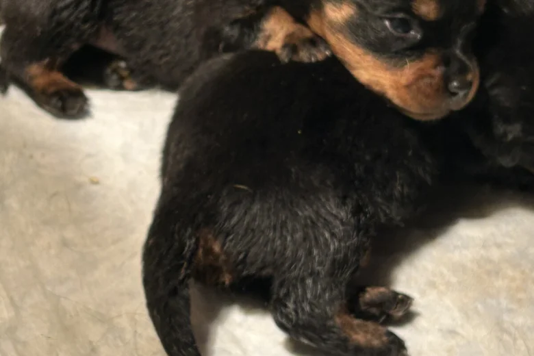 Rottweiler