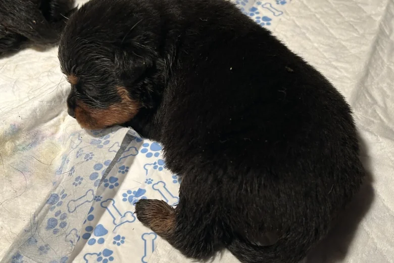 Rottweiler
