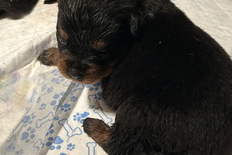 Rottweiler
