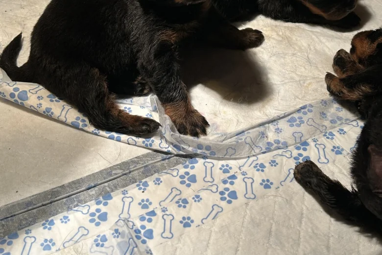 Rottweiler