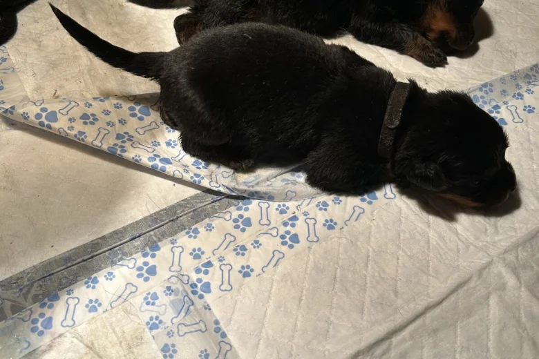 Rottweiler