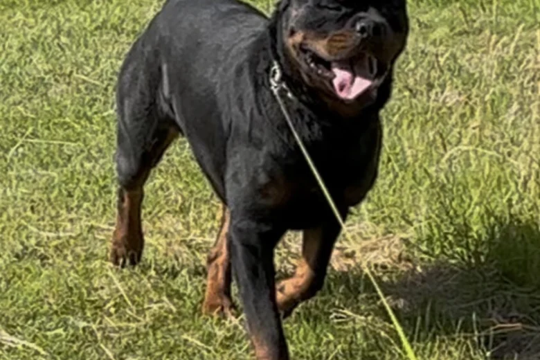 Rottweiler