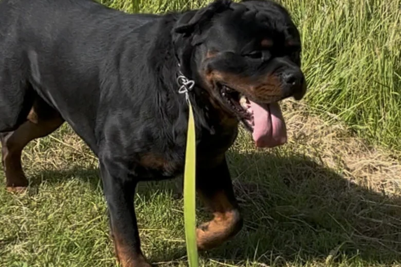 Rottweiler