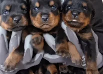 Puppy 1