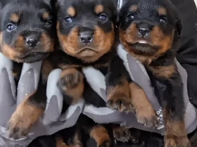 Rottweiler