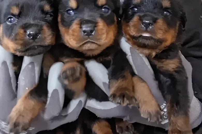 Rottweiler