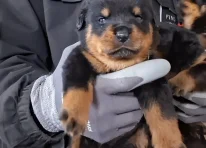 Puppy 2