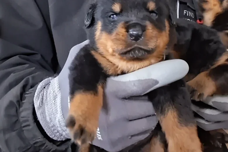 Rottweiler