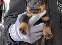 Puppy 8