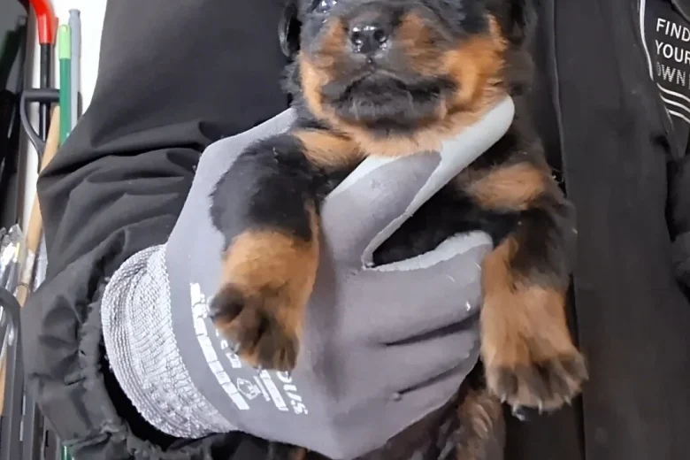 Rottweiler