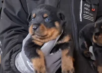 Puppy 7