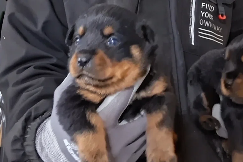 Rottweiler