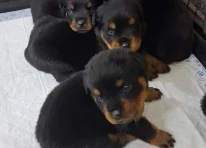 Puppy 3
