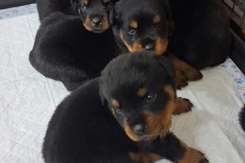 Rottweiler