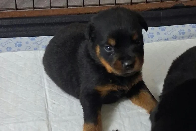 Rottweiler