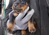 Puppy 4