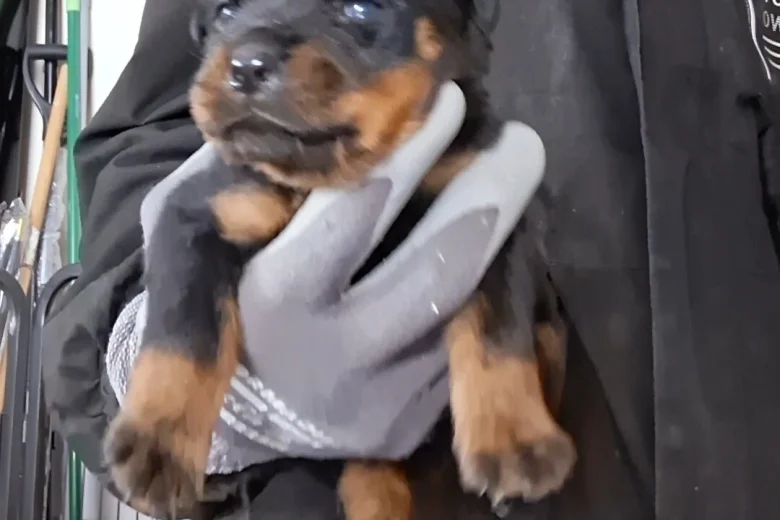 Rottweiler