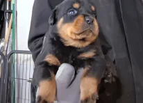 Puppy 6