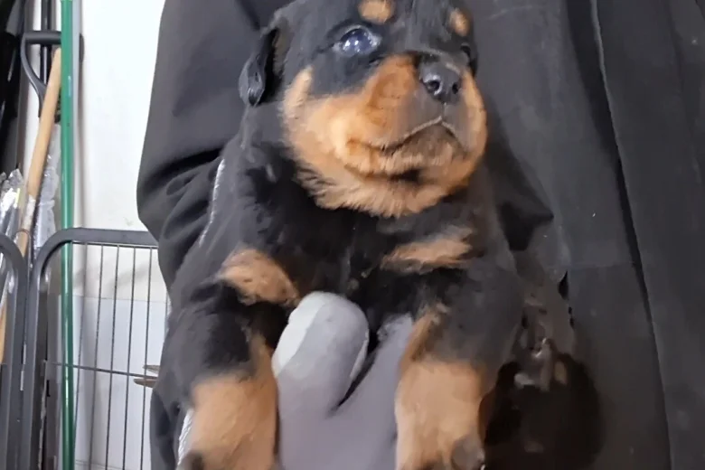 Rottweiler
