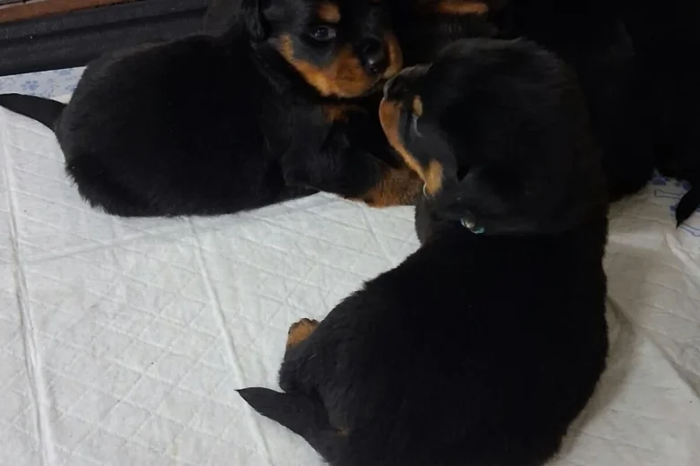 Rottweiler
