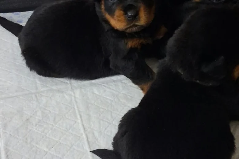 Rottweiler