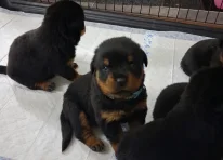 Puppy 9