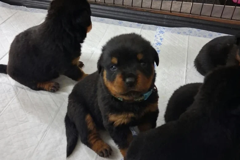 Rottweiler