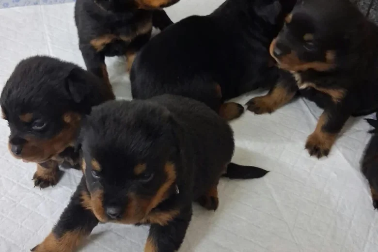 Rottweiler