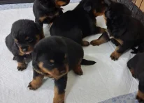 Puppy 5