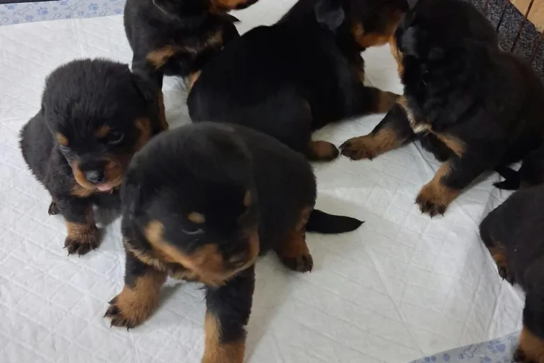 Rottweiler