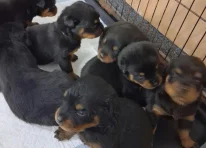 Puppy 10