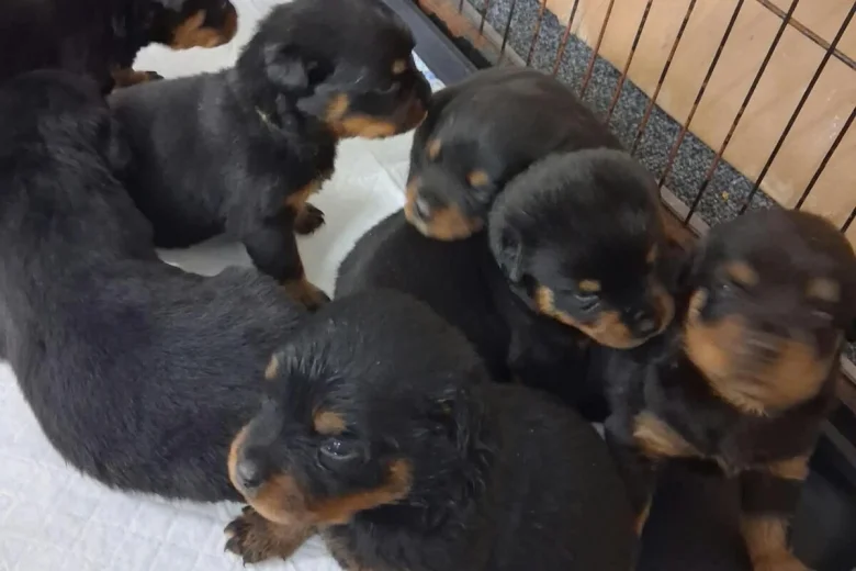 Rottweiler