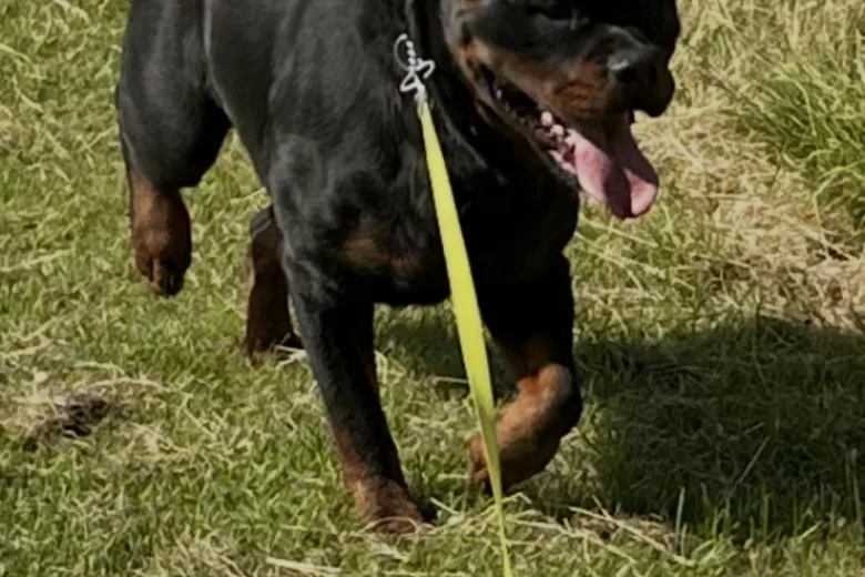 Rottweiler
