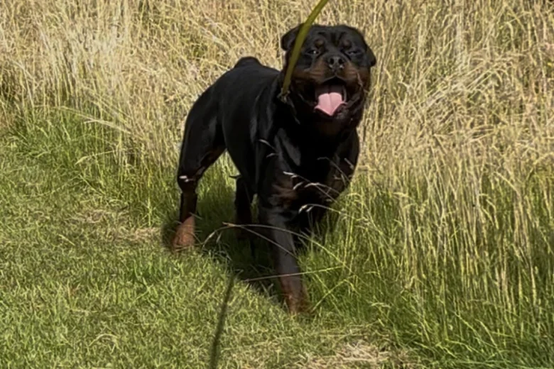 Rottweiler