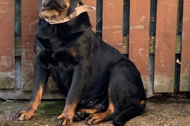 Rottweiler