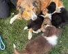 Mixed Breed