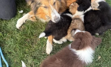 Mixed Breed