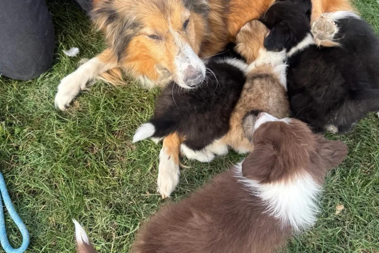 Mixed Breed