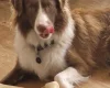 Mixed Breed