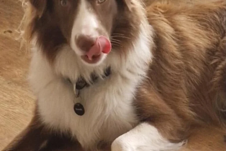 Mixed Breed
