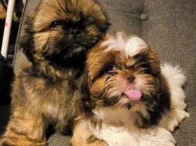 Shih Tzu