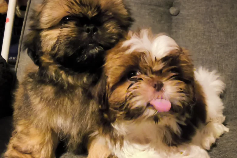 Shih Tzu