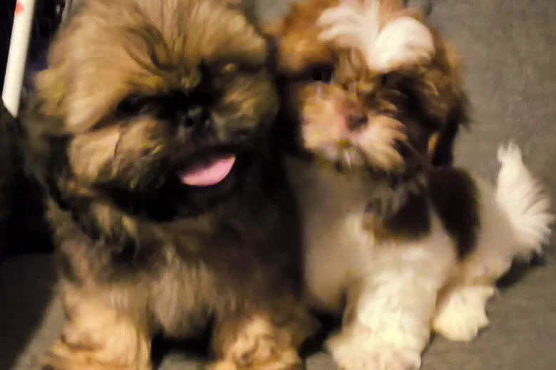 Shih Tzu