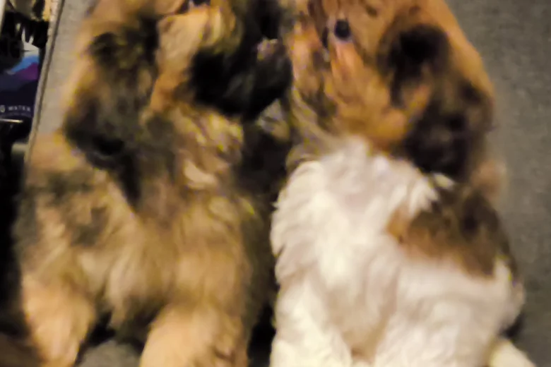 Shih Tzu