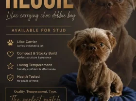 Shih Tzu